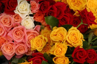 Various colorful roses