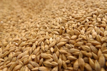 Wheat grains