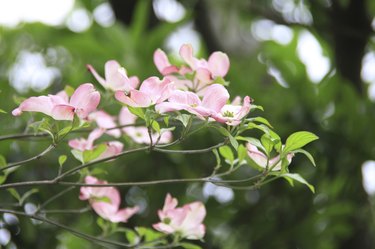 Flowering dogwood