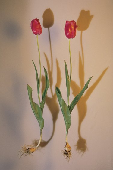 Tulips