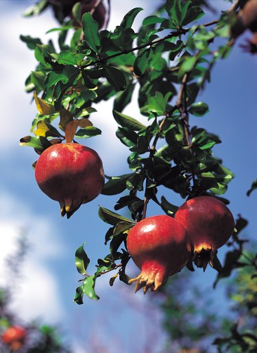 Ripe pomegranates on tree branch