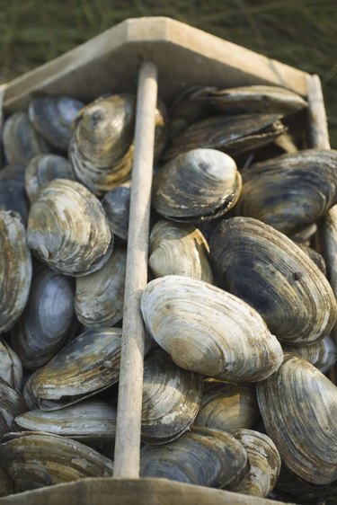 Crate of raw clams