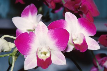 Vibrant orchid blossoms
