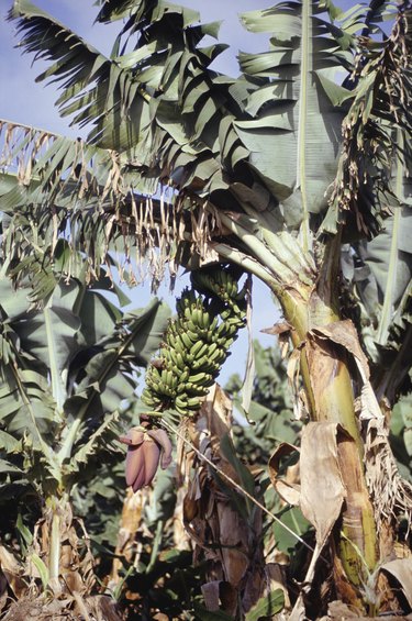 Banana trees