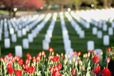 Red tulips at Arlington National Cemetery, Arlington, VA, USA