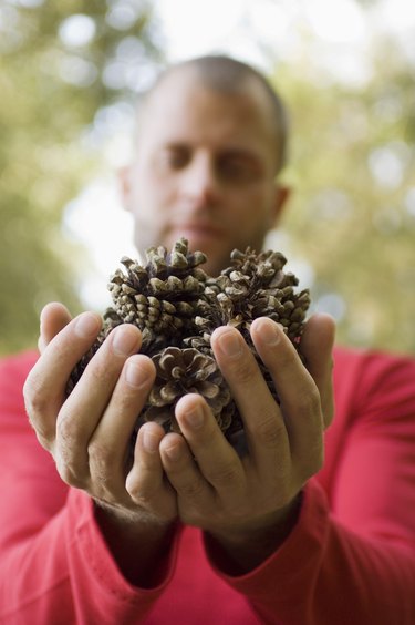 How To Prepare & Preserve Pine Cones