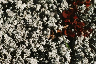 Soil texture with petals