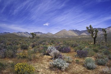 Mojave Desert California USA