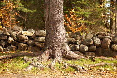 Tree and stone wall