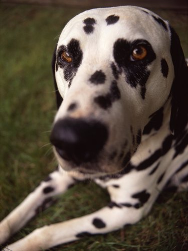 A close-up of a dalmatian looking at the viewer