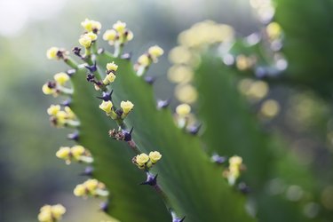 Euphorbia antiquorum   flowers