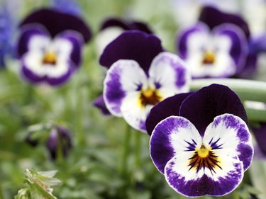 Purple Pansy Translucent Color Spray