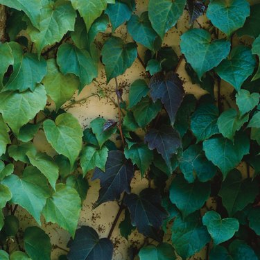 green crawling ivy spans up a faded yellow brick wall