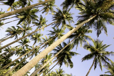 Palm trees (Palma sp.), low angle view