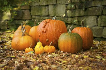 Group of various pumpkins on a stonewall