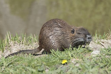 nutria