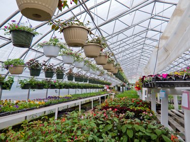 Flowers growing in foil hothouse of garden center