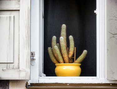 old window and flowers