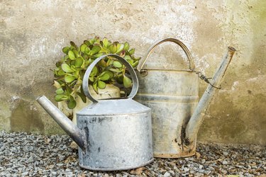 Potted plant in old an galvanised teapot