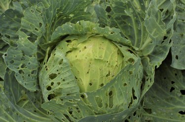 Cabbage Leaf Attacked by Caterpillar Worms