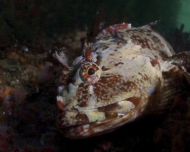 Cabazon Rockfish