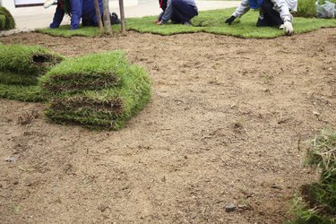 planting new sod grass in the garden