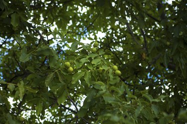 Green walnuts growing on a tree