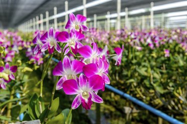 Orchid plant nursery