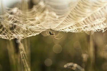 spider on a web