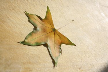 Maple Leaf