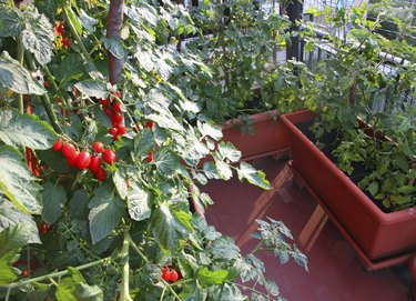 tomato plants with red fruits grown in a pot