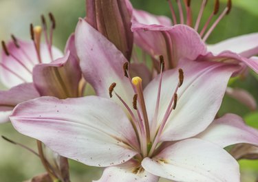 Lily Convention