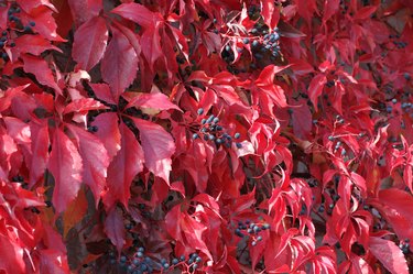 Virginia creeper leaves turn red in fall.