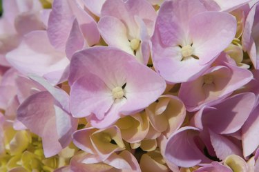 Mophead Hydrangea