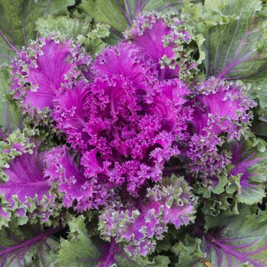 rosette of purple kale