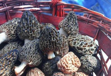 Morel's are distinctive mushrooms. They are prized by gourmet cooks, particularly for French cuisine.