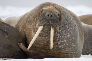 Walrus - Spitsbergen