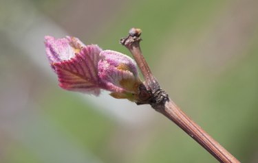 Grape bud