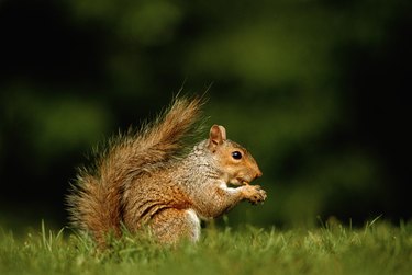 Squirrel, ground view, close-up