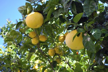 Grapefruit tree