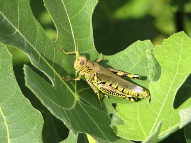 Grasshopper perched on fig tree