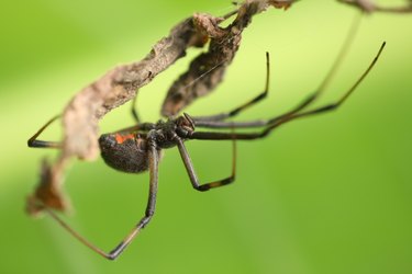 Brown Button Spider