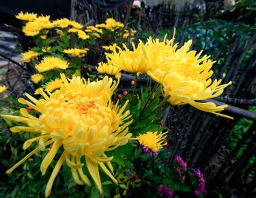 Yellow chrysanthemum