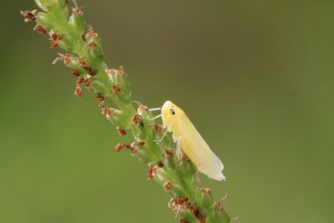 leafhopper nymphs just completed metamorphosis