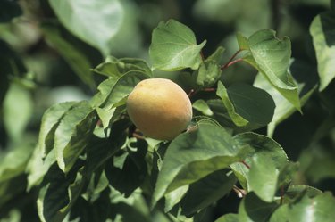 Apricot orchard with single fruit close-up, late Spring