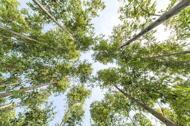 Eucalyptus forest with sunlight asia thailand