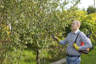 Man spraying tree branches