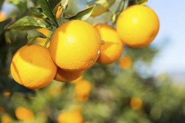 Valencia orange trees