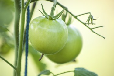 Green tomato on vegetable garden