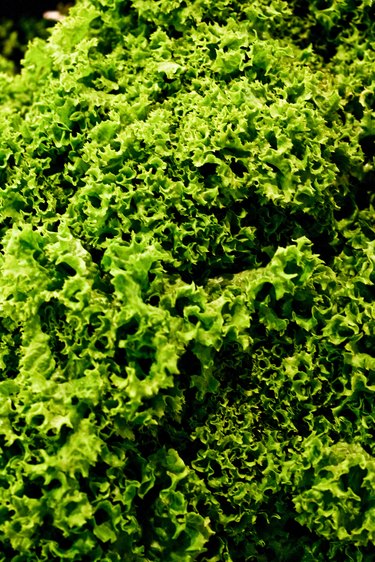 Leafy green kale texture